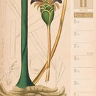 Text: 11 November, Woche 46 | 2027. Illustration von Ingwer-Pflanze mit grünen Stängeln und Blüten.