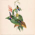 "November, Kupferbauch-Höschenkolibri. 46. Woche 2027. Kalender mit bunten Kolibris auf Blättern und Blüten."