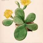 "Kleiner Feigenkaktus" steht oben neben gelben Blüten. Darunter sind Kalenderdaten vom 15. bis 21. November 2027.