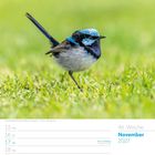46. Woche November 2027; Kalender mit blau-schwarzem Vogel auf grünem Rasen.