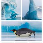 Novemberkalender mit Eisformationen: Ein Pinguin liegt auf Eis, darüber zwei große Eisberge. Wochenkalender darunter.