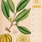 11. November, Woche 47/2027. Abbildung von Malabar-Tamarinde: grüne Blätter, gelbe Frucht, botanische Details.