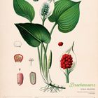 "Drachenwurz", "Calla palustris", Kalender, 22-28 November 2027. Illustration einer Pflanze mit großen grünen Blättern.