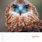 Text: 47. Woche, November 2027, 22 Mo bis 28 So 1. Advent. Ein Vogel mit blauen und braunen Federn im Vordergrund.