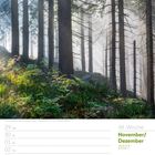 48. Woche, November/Dezember 2027. Kalender mit Waldszene: Sonnenlicht durchdringt hohe, schlanke Bäume.