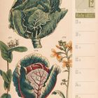 Eine Illustration zeigt verschiedene Kohlsorten. Kalenderdaten: 11./12. November/Dezember, Woche 48, 2027.