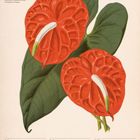 "Flamingoblume (Anthurium andraeanum). 48. Woche 2027 Nov/Dez. Illustration: Zwei rote Blüten mit grünen Blättern."