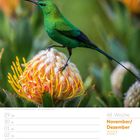 48. Woche, November/Dezember 2027. Ein grüner Malachitnektarvogel sitzt auf einer bunten Blume.