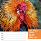 "Egal, was du trägst, der Kopf schaut immer raus." Darunter ein prächtiger Hahn mit flauschigen, orangefarbenen Federn.