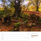 49. Woche, Dezember 2027; Fotografie eines herbstlichen Waldes mit Sonnenstrahlen durch einen Baum.