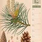 12. Dezember, Woche 49, 2027. Illustration von Waldkiefernzweigen und Zapfen, mit detaillierten botanischen Zeichnungen.
