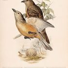 Braunbauch-Laubenvogel Illustration: Zwei Vögel auf Ästen. Kalenderdaten: 06 bis 12 Dezember, 49. Woche 2027.