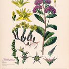 "Fetthenne (Sedum)", Kalender für Dezember 2027; Illustration: gelbe und lila Blüten, stilisierte Pflanzendarstellung.