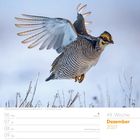 49. Woche, Dezember 2027, Bild eines fliegenden Oklahoma-Präriehuhns über schneebedecktem Boden.