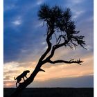 Text: "52 DEZ/JAN, MO 27 DI 28 MI 29 DO 30 FR 31 SA 01 SO 02." Silhouette eines Geparden auf einem Baum im Sonnenuntergang.