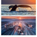 Kalenderwoche 50, 2027. Daten 13-19 Dezember. Walflosse im Wasser bei Sonnenuntergang; Eisblöcke am Strand bei Sonnenaufgang.