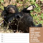 Text: "Wenn Plan A nicht funktioniert, keine Panik, das Alphabet hat noch 25 andere Buchstaben. Dezember KW50/2027." Ein Brillenbär liegt entspannt im Gras.