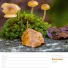 50. Woche, Dezember 2027. Kleiner Kalender mit orange-gelben Pilzen und Herbstblättern auf Moos.