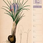 12. Dezember, Woche 50, 2027. Illustration einer Safranpflanze mit lila Blüten und grünen Blättern.