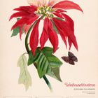 "Weihnachtsstern (Euphorbia pulcherrima)" und Kalender für Dezember 2027, 50. Woche. Illustration einer Pflanze mit Schmetterling.