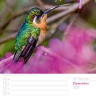 Text: "50. Woche, Dezember 2027, Purpurkehlnymphe (Lampornis calolaemus)" Eine bunte Kolibri-Art sitzt vor lila Blüten.