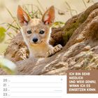 Text: "Ich bin sehr niedlich und weiß genau, wann ich es einsetzen kann. Dezember KW51/2027". Tierportrait eines Schakals.