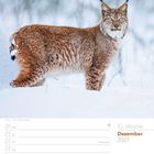 51. Woche, Dezember 2027. 
Winteranfang. Heiligabend. Weihnachtsfeiertage. 
Ein Luchs im Schnee.