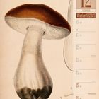 Kalenderseite mit Datum 12. Dezember 2027, Woche 51. Illustration eines Steinpilzes mit braunem Hut und hellem Stiel.