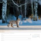 Kalender, Dezember, 51. Woche. Ein Luchs steht in einem verschneiten Wald mit Atemwolke sichtbarer Kälte.