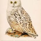 "Schneeeule (Bubo scandiacus). Dezember, Kalender. Illustration einer weißen Eule mit gelben Augen auf einem Felsen."
