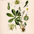 Christrose (Helleborus Niger), Kalenderwoche 51, Dezember 2027. Illustration der Blume mit Blättern, Knospe und Wurzeln.