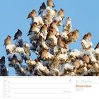 Kalender mit Daten der Woche: 20. bis 26. Dezember 2027. Oben sitzen viele Vögel in einem verschneiten Baum vor blauem Himmel.