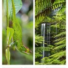 52. Woche 2027; Dez/Jan. Links ein grünes Chamäleon an einem Ast, rechts ein Wasserfall hinter grünen Farnen.