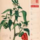 12 | 01, Dezember | Januar, Woche 52 | 2027. Illustration einer Paprikapflanze mit roten und grünen Früchten.