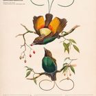 „Sichelschwanz-Paradiesvogel (Diphyllodes magnificus)“. Darunter eine Illustration mit zwei bunt gefiederten Vögeln.