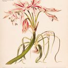 "Hakenlilien (Crinum Scabrum) Illustration. Kalender: 27. Dez 2027 bis 2. Jan 2028. Dez/Jan rot markiert."
