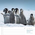 52. Woche Dezember/Januar 2027/2028. Kaiserjungpinguine im Schnee, fröhlich und eng beieinander.
