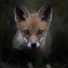 Es gibt keinen Text. Ein junger Fuchs schaut direkt nach vorn. Er hat große Ohren und wachsame Augen im dunklen Hintergrund.