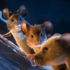 Drei animierte Mäuse blicken aufmerksam. Sie stehen auf einem verschneiten Dach, umgeben von einer dunklen Nacht.