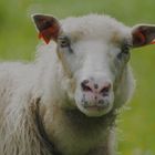 Das Bild zeigt ein Schaf mit wuscheligem Fell auf einer grünen Wiese. Es hat rote Ohrmarken.