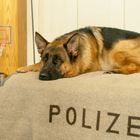 Der Text "POLIZEI" ist auf einer Decke zu sehen, auf der ein Schäferhund liegt. Im Hintergrund ein kleiner Basketballkorb.