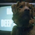 Text "DARE DEEP" auf altem Fernseher, davor steht ein Hund mit braunem Fell, nachdenklich schauend.