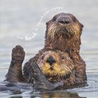 Text: „Doch Bernd, du kannst hier stehen!“ Zwei Otter schwimmen im Wasser. Einer hält den anderen hoch.