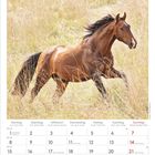 Kalender für November 2027 mit einem braunen Pferd, das durch ein Feld galoppiert.