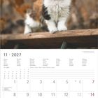 Kalender November 2027, Wochentage, Feiertage und Platz für Notizen. Darüber eine flauschige Katze auf einem Holzbalken.