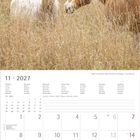 Kalender: November 2027, mit Notizfeld. Zwei Ponys in einer goldenen Wiese, eines weiß, das andere braun.