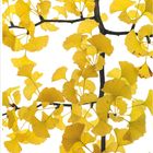 11, Ginkgo (Ginkgo biloba), Kalenderdaten darunter, gelbe Ginkgoblätter auf dunklen Ästen vor weißem Hintergrund.