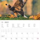 11 · 2027. Oberer Teil zeigt eine springende Katze in Herbstlaub auf grünem Gras, Hintergrund unscharf.