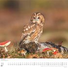 Text: "11 DuMont". Kalenderseite mit Waldkauz auf Baumstamm, umgeben von Fliegenpilzen.