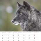 Kalender für Dezember: Wochentage und Daten sind aufgelistet. Abgebildet ist ein Wolf mit schwarzem Fell in der Natur.